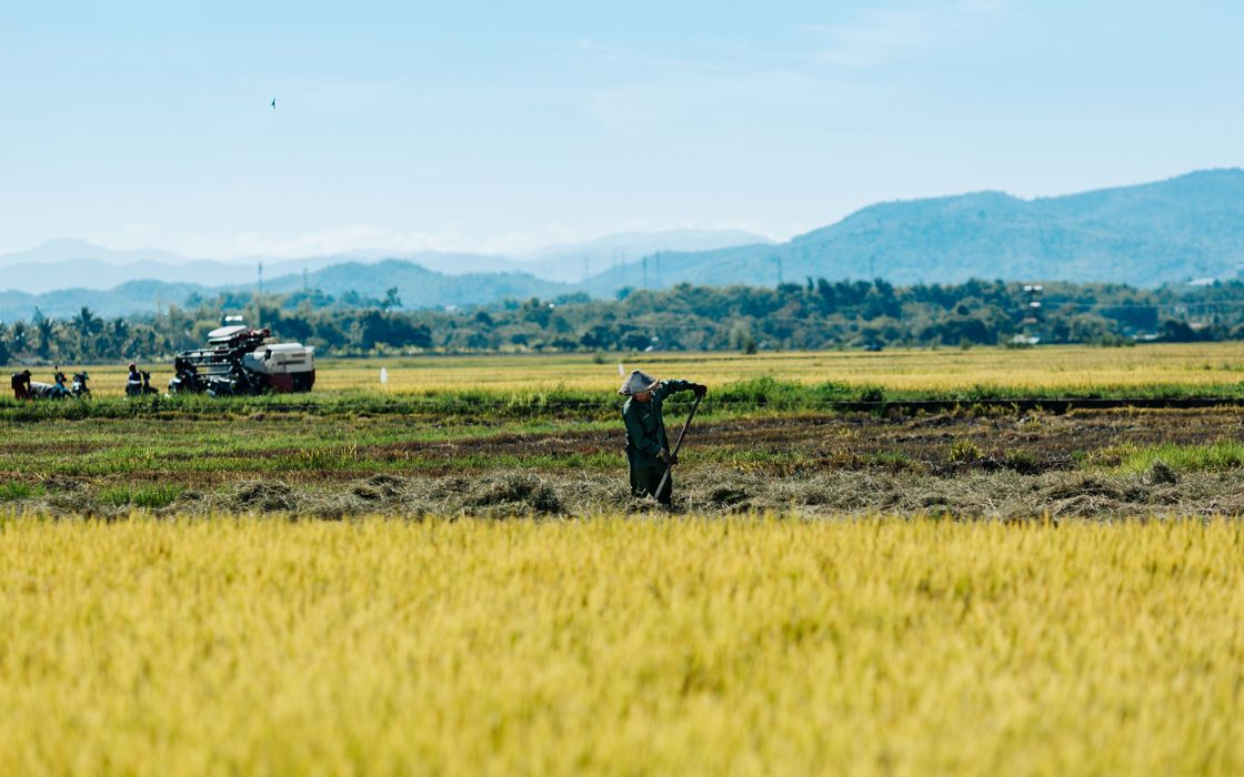 Nông dân làm việc trên cánh đồng lúa chín, xa xa là dãy núi