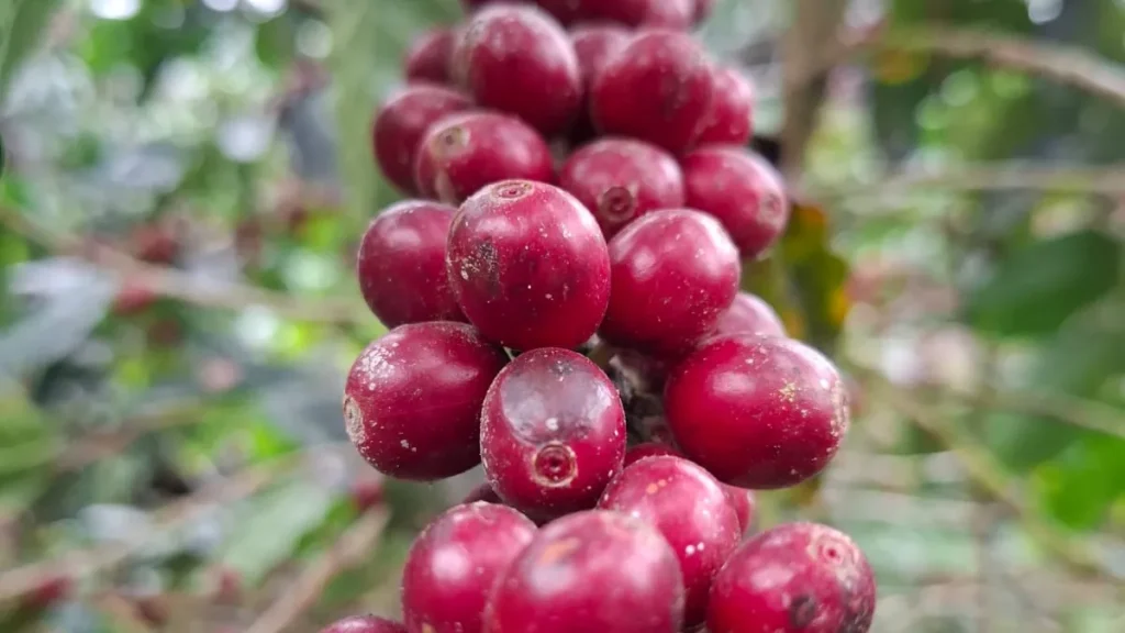 Chùm cà phê chín đỏ trên cành