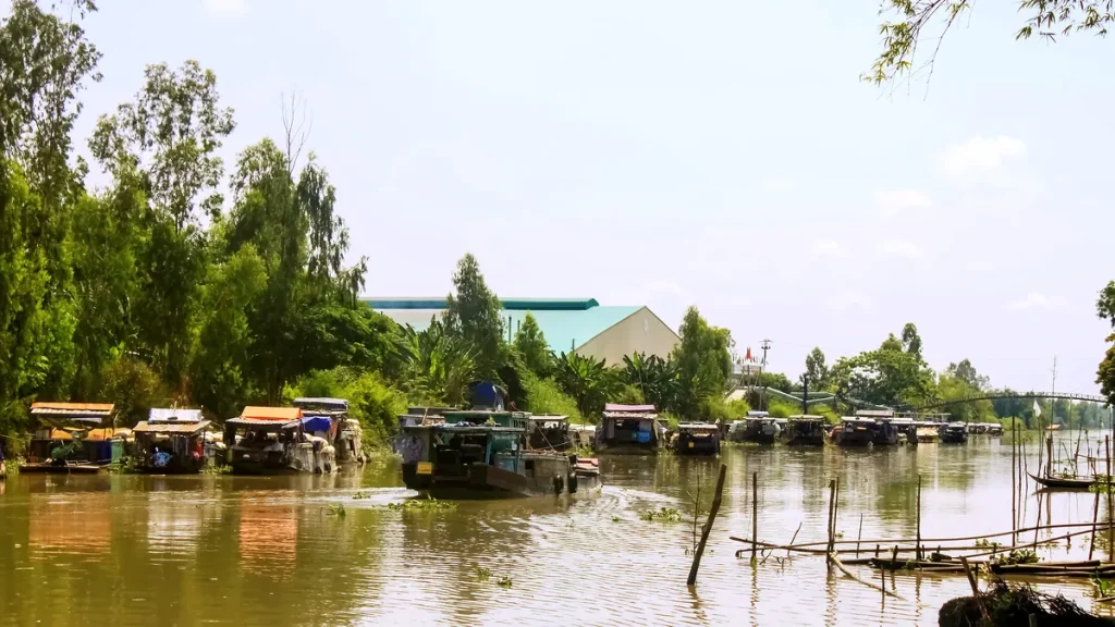 Ghe chở lúa về nhà máy xay xát ở An Giang