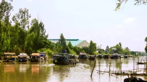 Ghe chở lúa về nhà máy xay xát ở An Giang