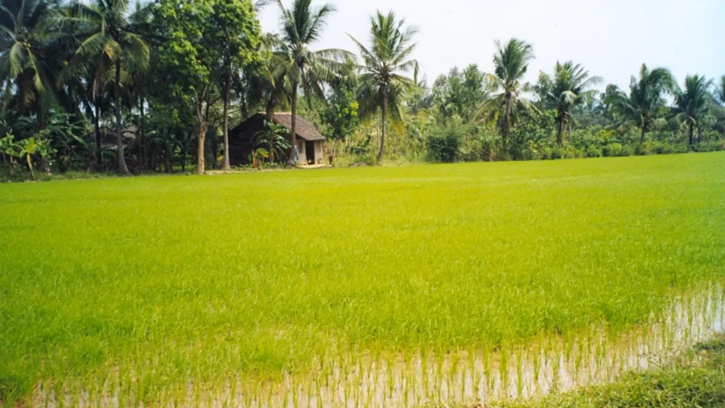 Ruộng lúa non ở Đồng bằng sông Cửu Long