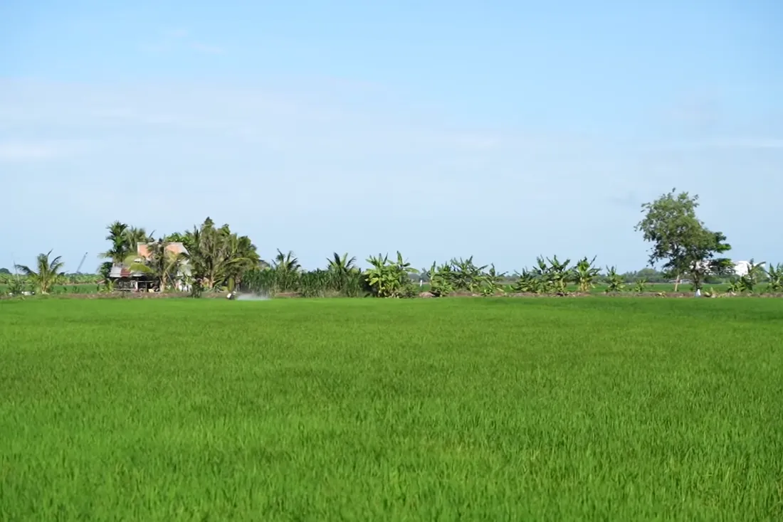 Ruộng lúa tại Sóc Trăng đang được chăm sóc