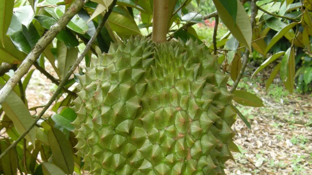 Trái sầu riêng trên cây trong vườn