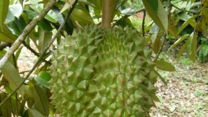 Trái sầu riêng trên cây trong vườn